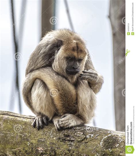 Reading Monkey Stock Photos - Download 97 Royalty Free Photos