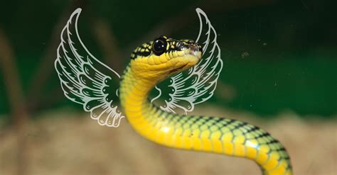 Scientists Solve the Mystery Behind Asia's Flying Snakes | The Escapist