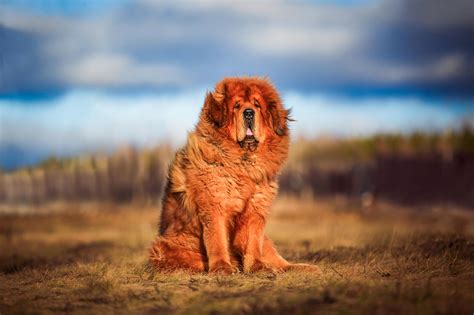 Facts About Tibetan Mastiffs Greenfield Puppies | atelier-yuwa.ciao.jp