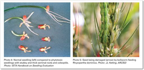 Factors affecting wheat seed germination