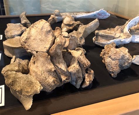 Fossil Friday - strange mastodon vertebrae — Western Science Center