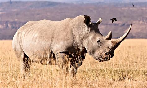 White Rhino Facts | Anatomy, Diet, Habitat, Behavior - Animals Time