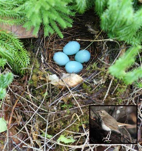 hermit thrush nest | Shetland, Animal bones, Blue eggs