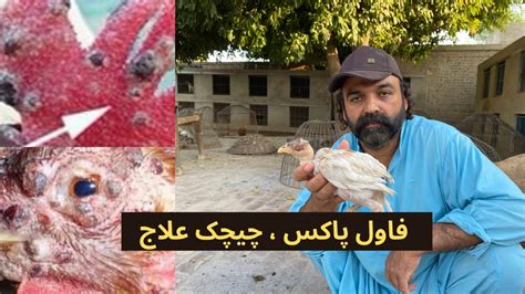 Fowl Pox treatment And Prevention in Chickens - YouTube