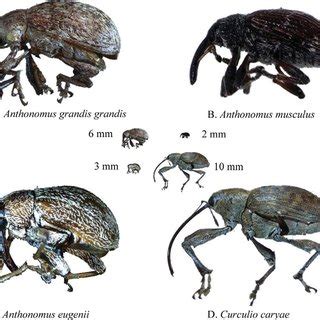 Photographs of the four weevil species (Coleoptera: Curculionidae ...