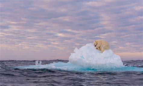 Polar Bear Sleeps On Melting Iceberg - Dimplify