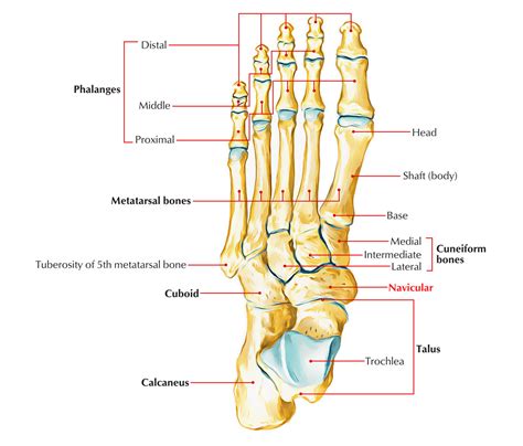 Navicular Bone Anatomy – Earth's Lab