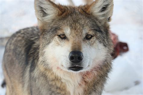 Mexican Gray Wolf — Wildlife Science Center