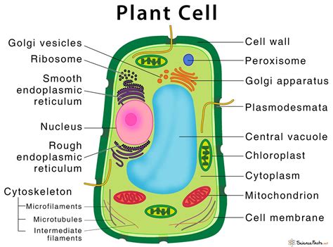 10+ Plant Model Diagram Background | Printable Diagram