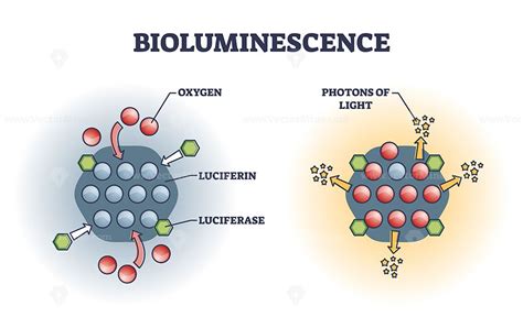 Bioluminescence chemical explanation with light emission outline ...