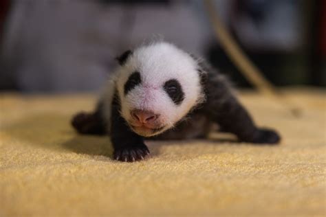 The Smithsonian Zoo Just Revealed Its Baby Panda's Gender In The Cutest ...