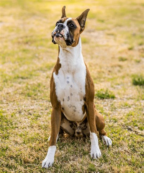 Types of Boxer Dog Breeds & Colors: American, UK & German Boxers ...