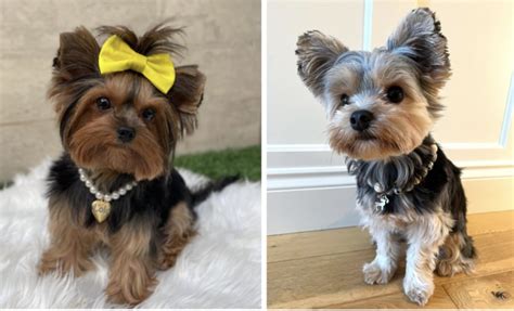 The Ultimate Fluff Overload: Nine Parti Yorkies on Instagram You Need ...