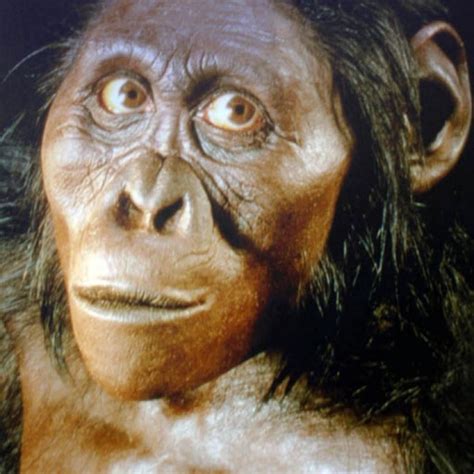 Australopithecus First Found In