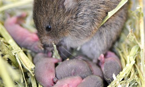 Baby Vole Nest