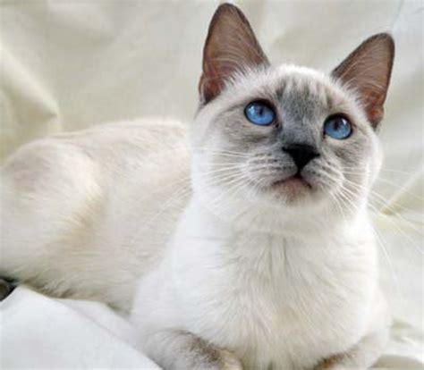 12 Things You Need to Know about the Lilac Point Siamese Cat