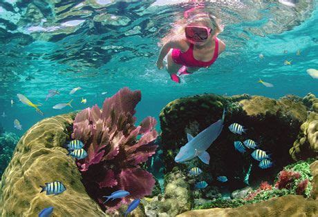 Top Places to Snorkel in The Florida Keys | Key largo snorkeling, Key ...