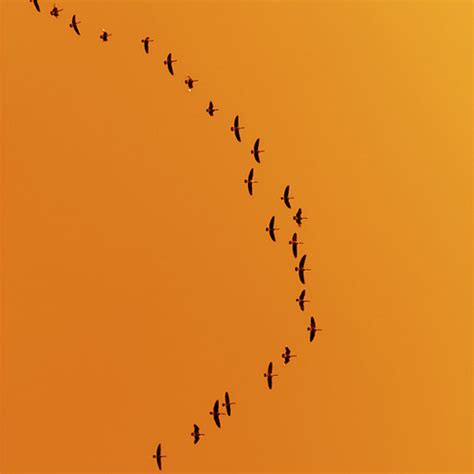 New Beginnings: 12 Art projects inspired by Birds Migration | Noa Ambar ...