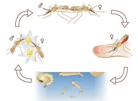 Anopheles Mosquito | Know Your Pest | Shri Sai Pest Control