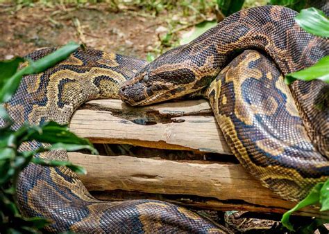 31 African Rock Python Facts (Both Species) Africa's Largest Snake ...