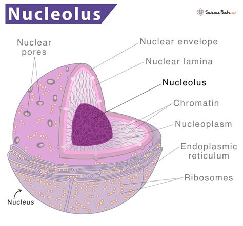 Nucleolus – Definition, Location, Structure, Functions, & Picture