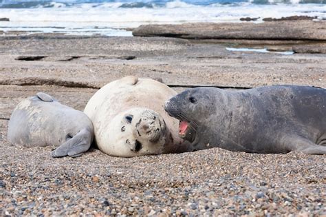 Elefantes marinos en la playa cerca de la patagonia argentina | Foto ...