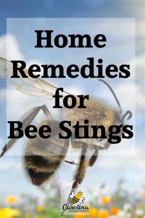 Home Remedies for Bee Stings | Remedies for bee stings, Home remedies ...