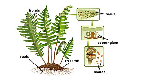 What Kind Of Structure Does Sporangia Germinate And Produce | Storables