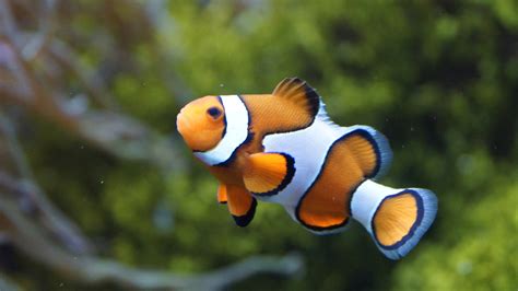 Clown Fish Wallpapers Free Download