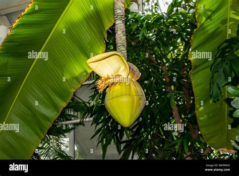 Flower of Japanese banana Musa Basjoo in bloom Stock Photo - Alamy