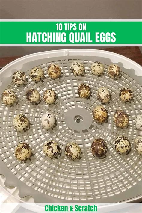 10 Tips on Hatching Quail Eggs – Beginner’s Guide