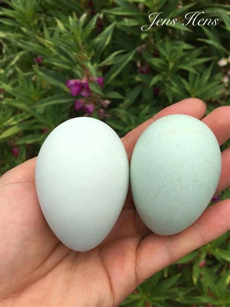 Whiting True Blue hatching eggs | BackYard Chickens - Learn How to ...