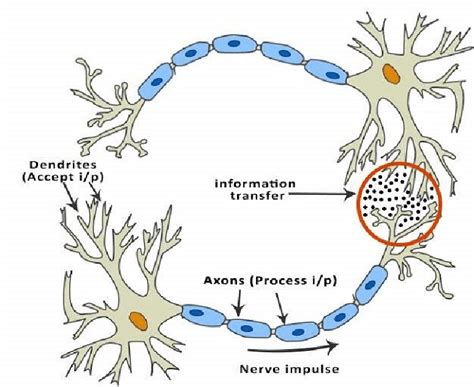 Biology of human brain cells 2 [26]. | Download Scientific Diagram