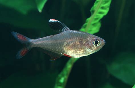 Fish Stories: Serpae tetra? Or not?