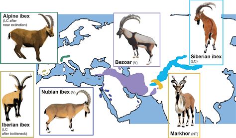 Of kings and Alpine ibex: the amazing resurrection of a species from ...