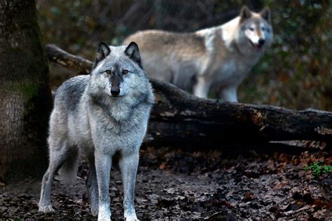 1 ranch, 26 wolves killed: Fight over endangered predators divides ...