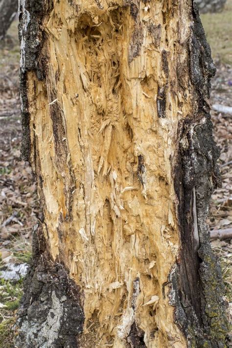 Dry Cracked Rotted Wood Background Stock Photo - Image of background ...