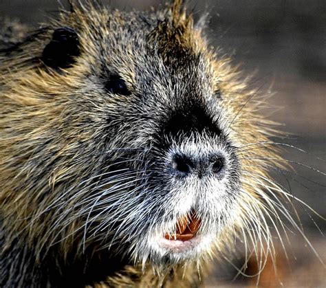 My Friend Wild Nutria Rat - Free photo on Pixabay - Pixabay