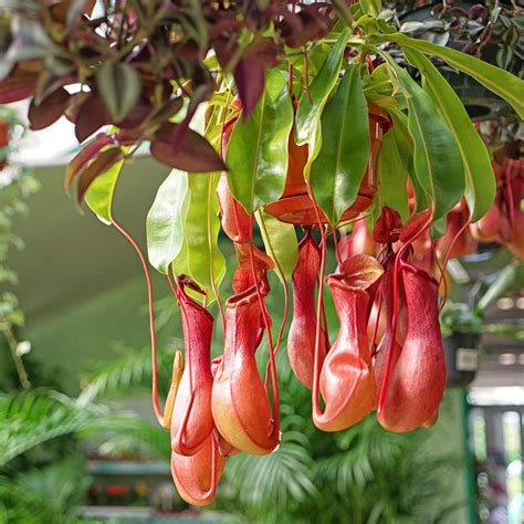 National Plant Network 4 in. Pitcher Plant 'Lady Luck' Nepenthes Plant ...