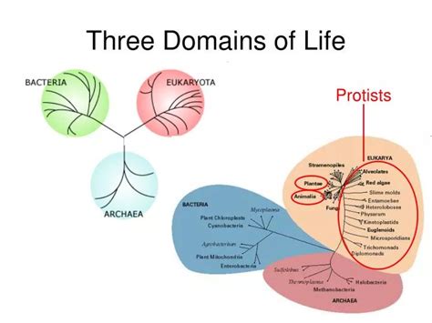 PPT - Three Domains of Life PowerPoint Presentation, free download - ID ...