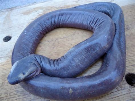 Caecilian / Caecilian How To Identify A Caecilian Types Of Snake ...