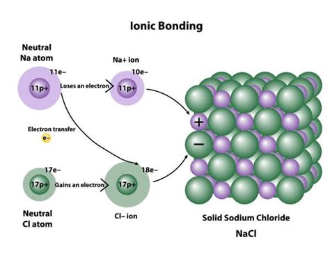 Ionic Bond Examples | Biology Dictionary