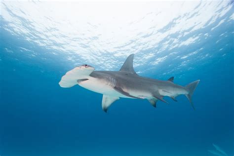 Hammerhead Shark: Characteristics, Habitat, and Behavior