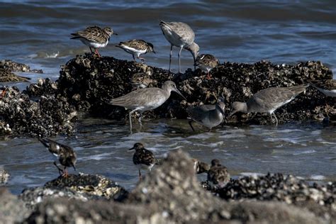 Shorebirds Free Stock Photo - Public Domain Pictures