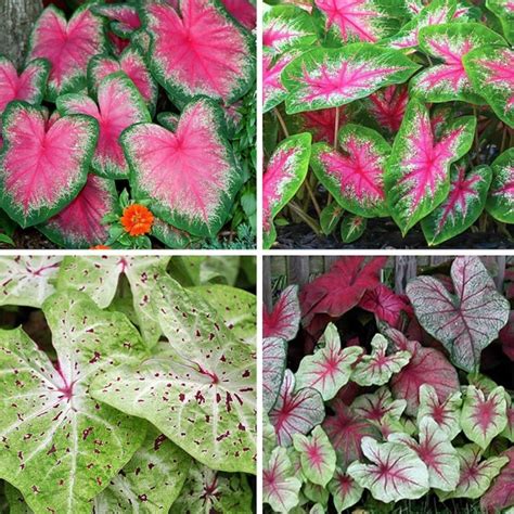 Caladium Bulbs Large Fancy Mixed Varieties: Pink Green | Etsy