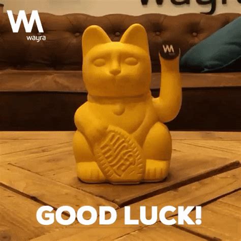 Good Luck Cat GIFs - Find & Share on GIPHY