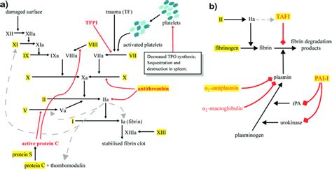 Coagulation cascade and fibrinolytic system. a) The coagulation ...