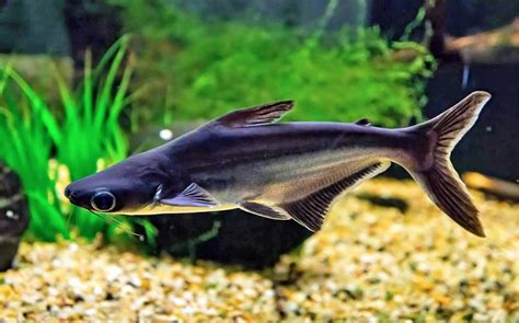 Types of Freshwater Aquarium Sharks - Central Pets And Aquariums