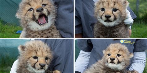 Catching Up with the Cheetah Cubs | Smithsonian's National Zoo