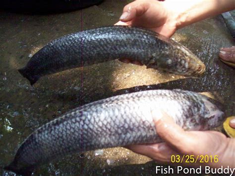 Fish Pond Buddy: How to Clean Mudfish ("Dalag")